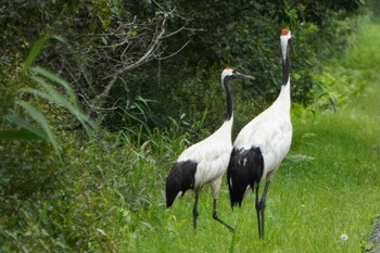 Thu, 8/18/2022 Birding report at Kushiro Wetland National Park