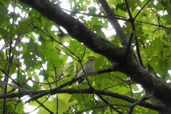 Eastern Crowned Warbler 釧路市 Fri, 8/19/2022