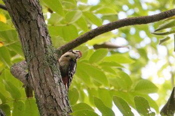 Sat, 8/20/2022 Birding report at 糠平源泉郷