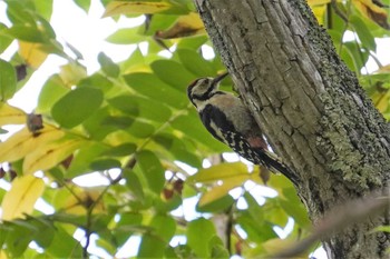 Great Spotted Woodpecker(japonicus) 糠平源泉郷 Sat, 8/20/2022