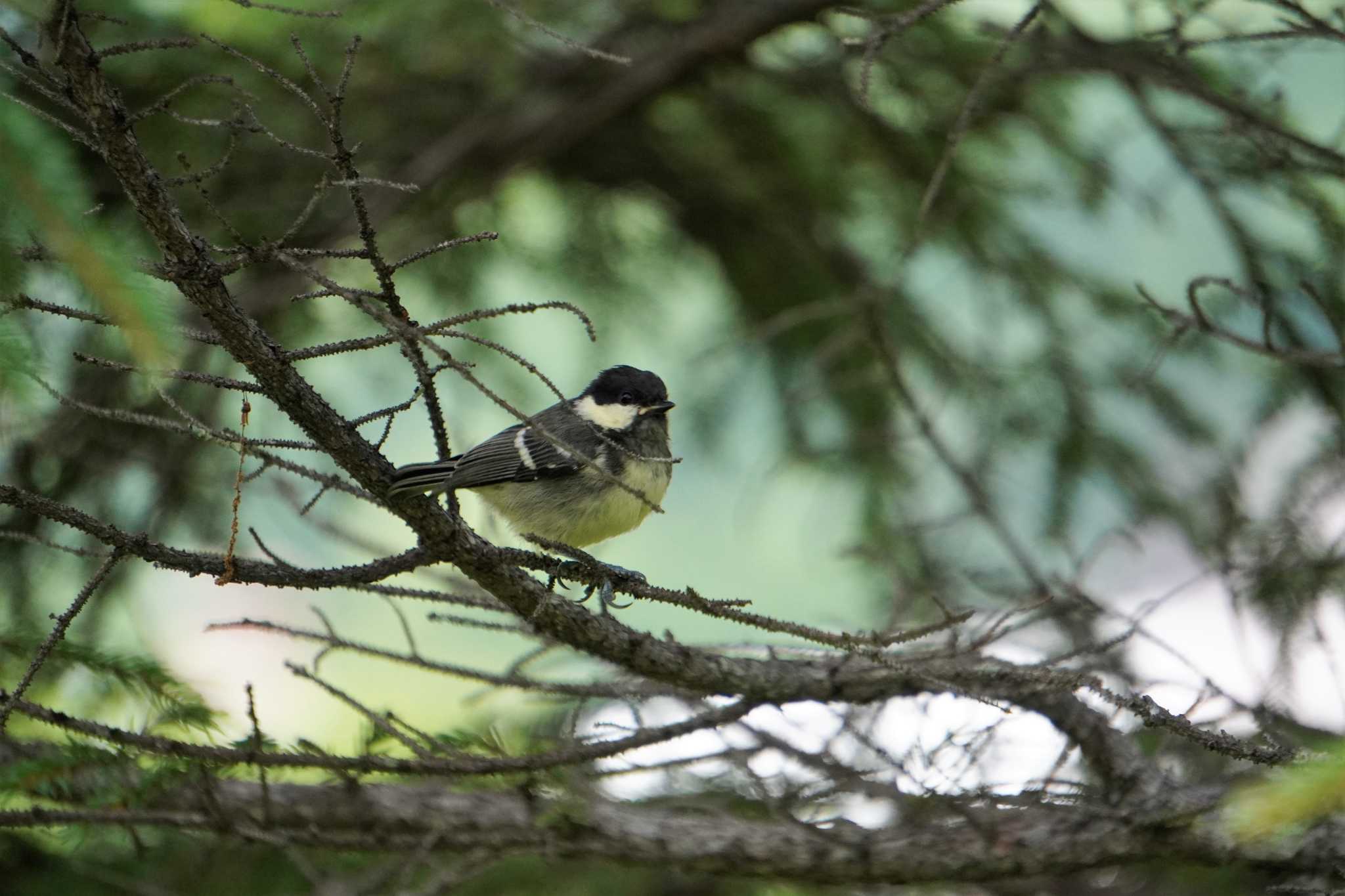 Photo of Coal Tit at 糠平源泉郷 by jasmine