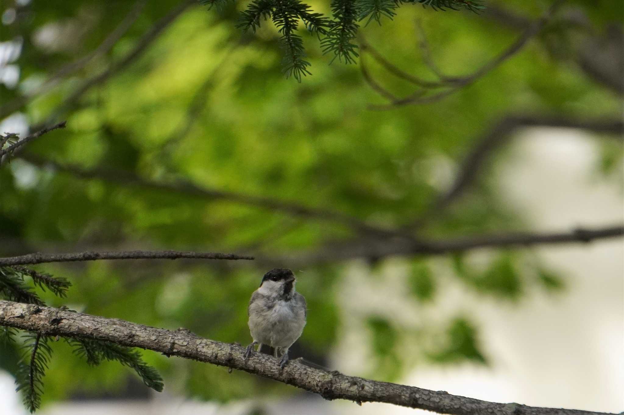 Photo of Marsh Tit at 糠平源泉郷 by jasmine