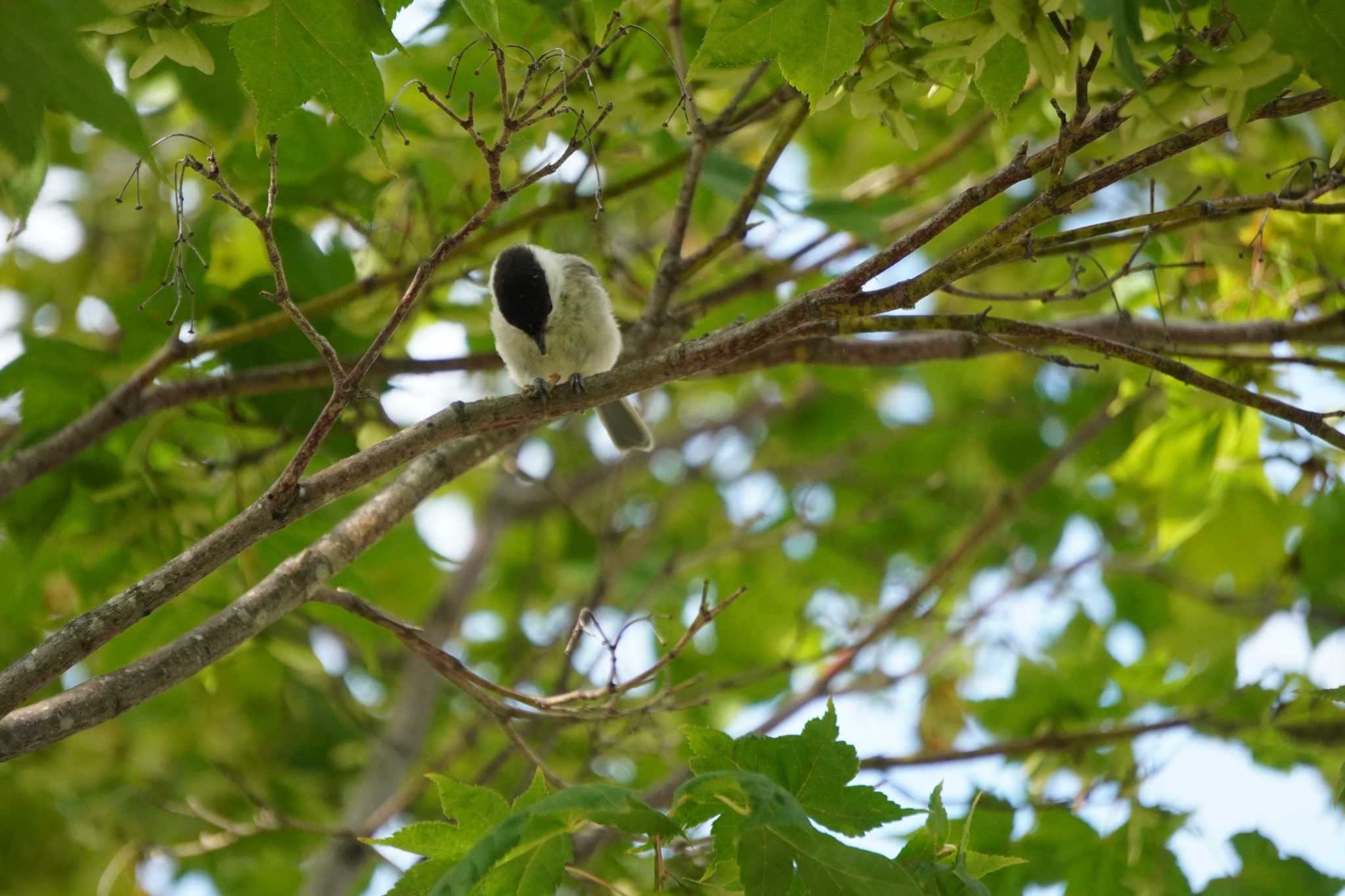 Photo of Willow Tit at 糠平源泉郷 by jasmine