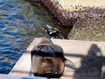 Australasian Darter Sydney Opera House Fri, 10/28/2022