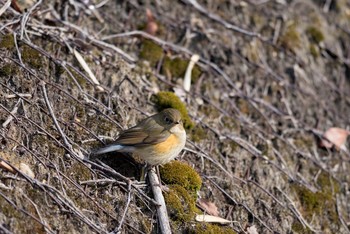 Red-flanked Bluetail 中山寺(奥之院) Sun, 2/18/2018