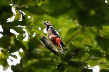 2022年10月22日(土) 井頭公園の野鳥観察記録