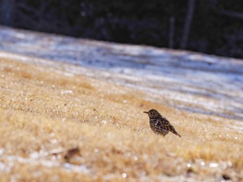 White's Thrush 中山寺(奥之院) Sun, 2/18/2018