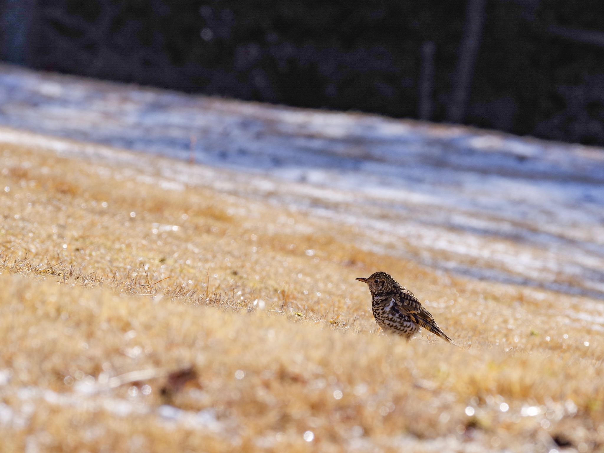 Photo of White's Thrush at 中山寺(奥之院) by アール・ケー