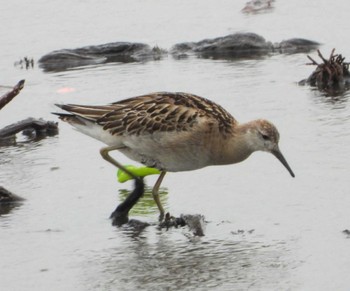 Ruff Unknown Spots Thu, 10/6/2022