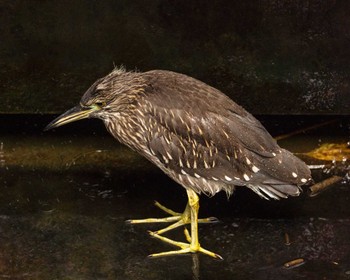 Black-crowned Night Heron Kasai Rinkai Park Fri, 10/28/2022