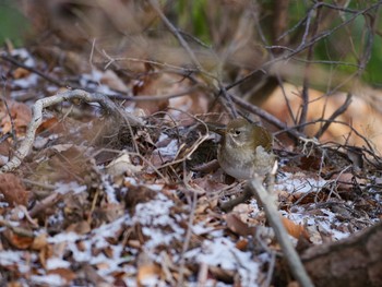 Pale Thrush 中山寺(奥之院) Sun, 2/18/2018