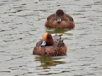 Eurasian Wigeon 波志江沼環境ふれあい公園 Tue, 10/25/2022