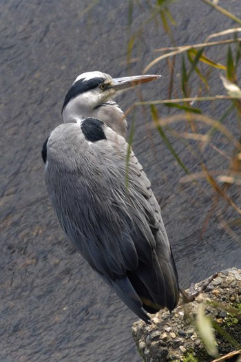 Grey Heron 恩田川 Thu, 10/27/2022