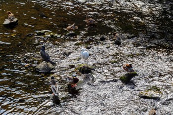 Little Egret 恩田川 Thu, 10/27/2022