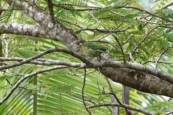 Spotted Catbird Black Mountain Rd(Kuranda,Australia) Mon, 10/3/2022