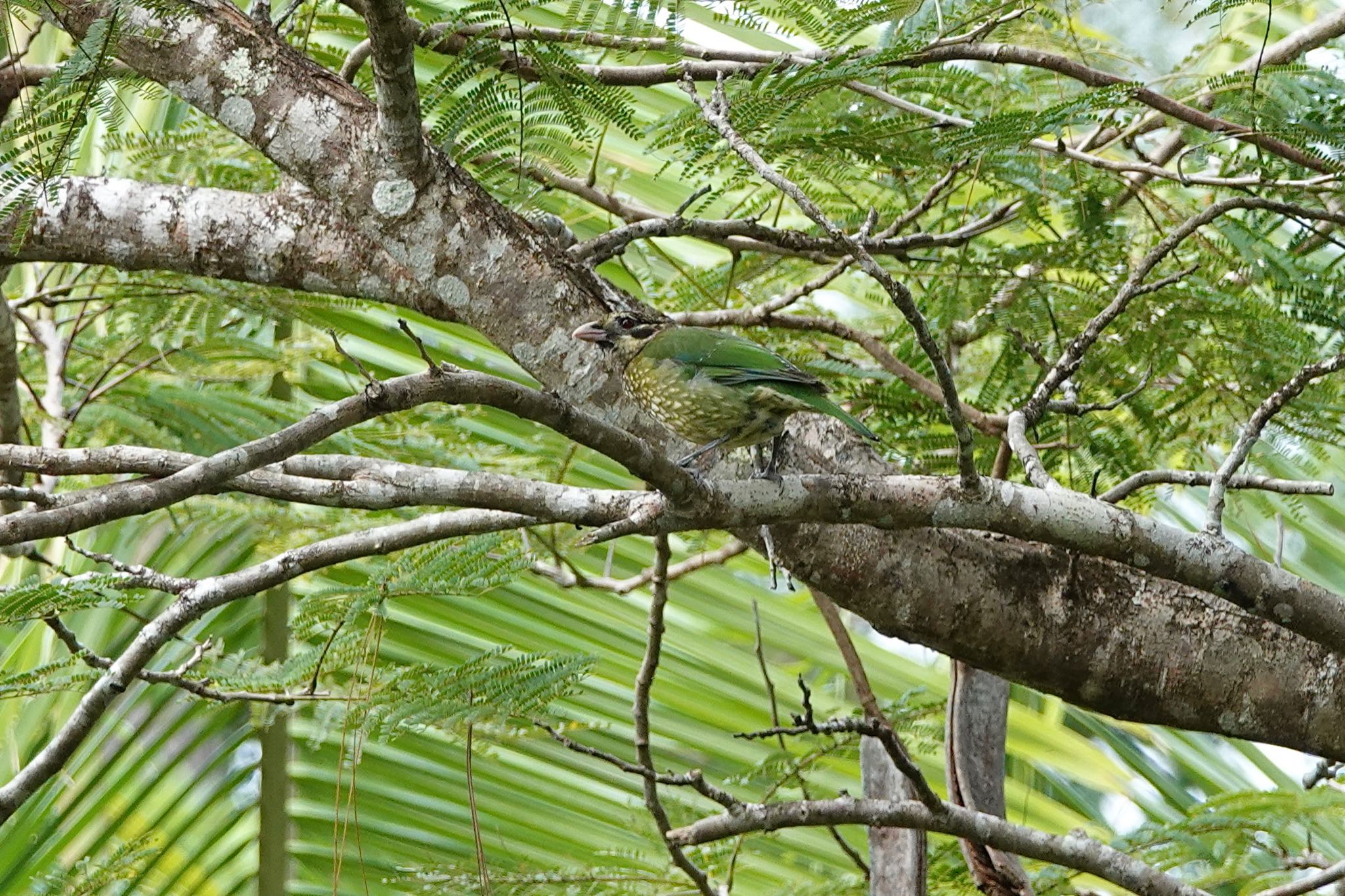 Spotted Catbird