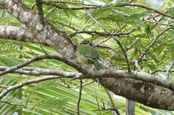 Spotted Catbird Black Mountain Rd(Kuranda,Australia) Mon, 10/3/2022