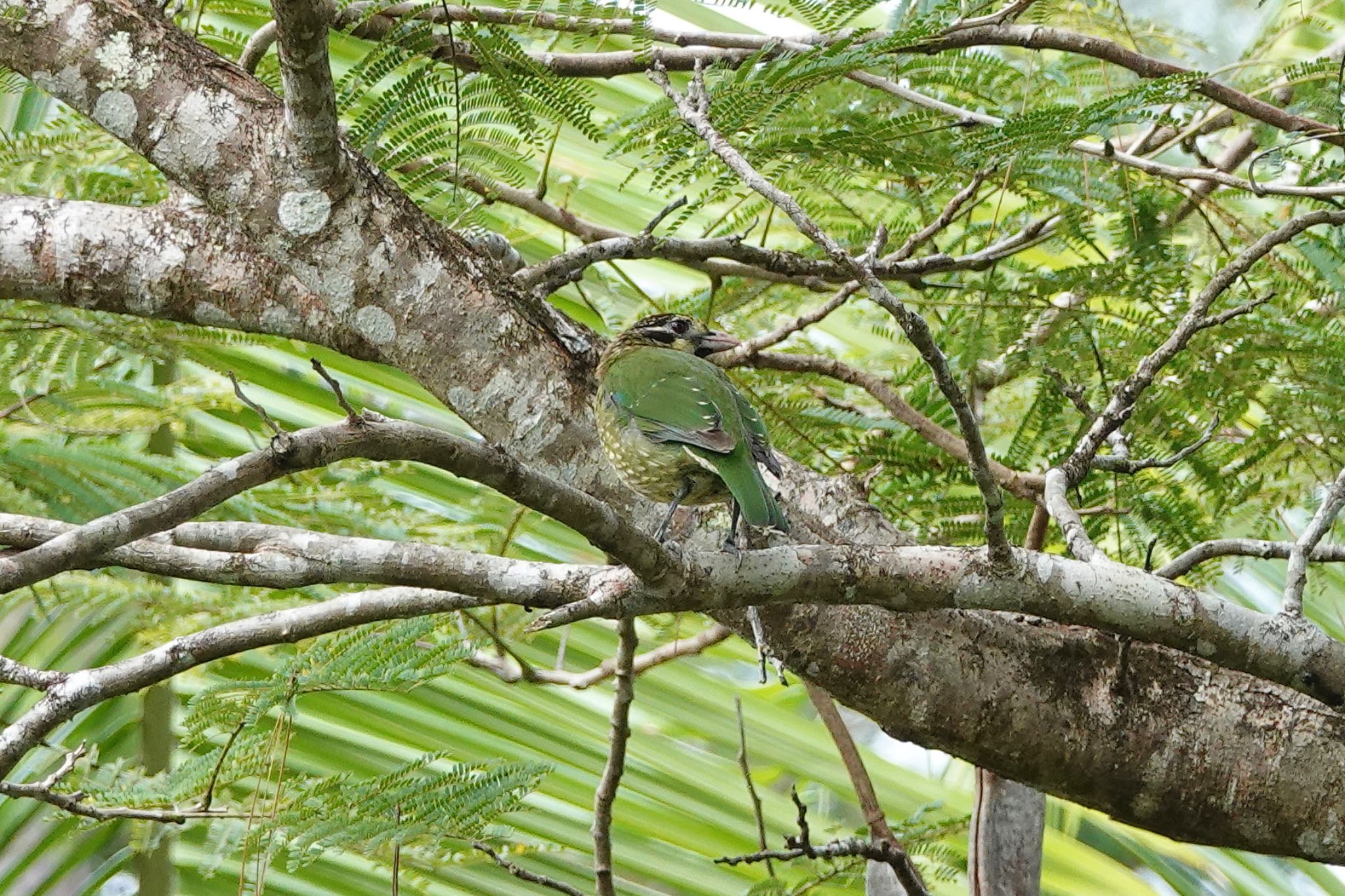 Photo of Spotted Catbird at Black Mountain Rd(Kuranda,Australia) by のどか