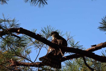 ツミ 静岡県立森林公園 2022年10月29日(土)