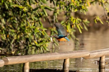 Common Kingfisher 多摩市 Sat, 10/29/2022