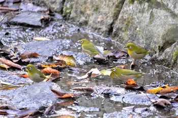 メジロ 万博公園 2022年10月26日(水)