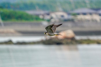 ハヤブサ 場所が不明 2021年9月28日(火)