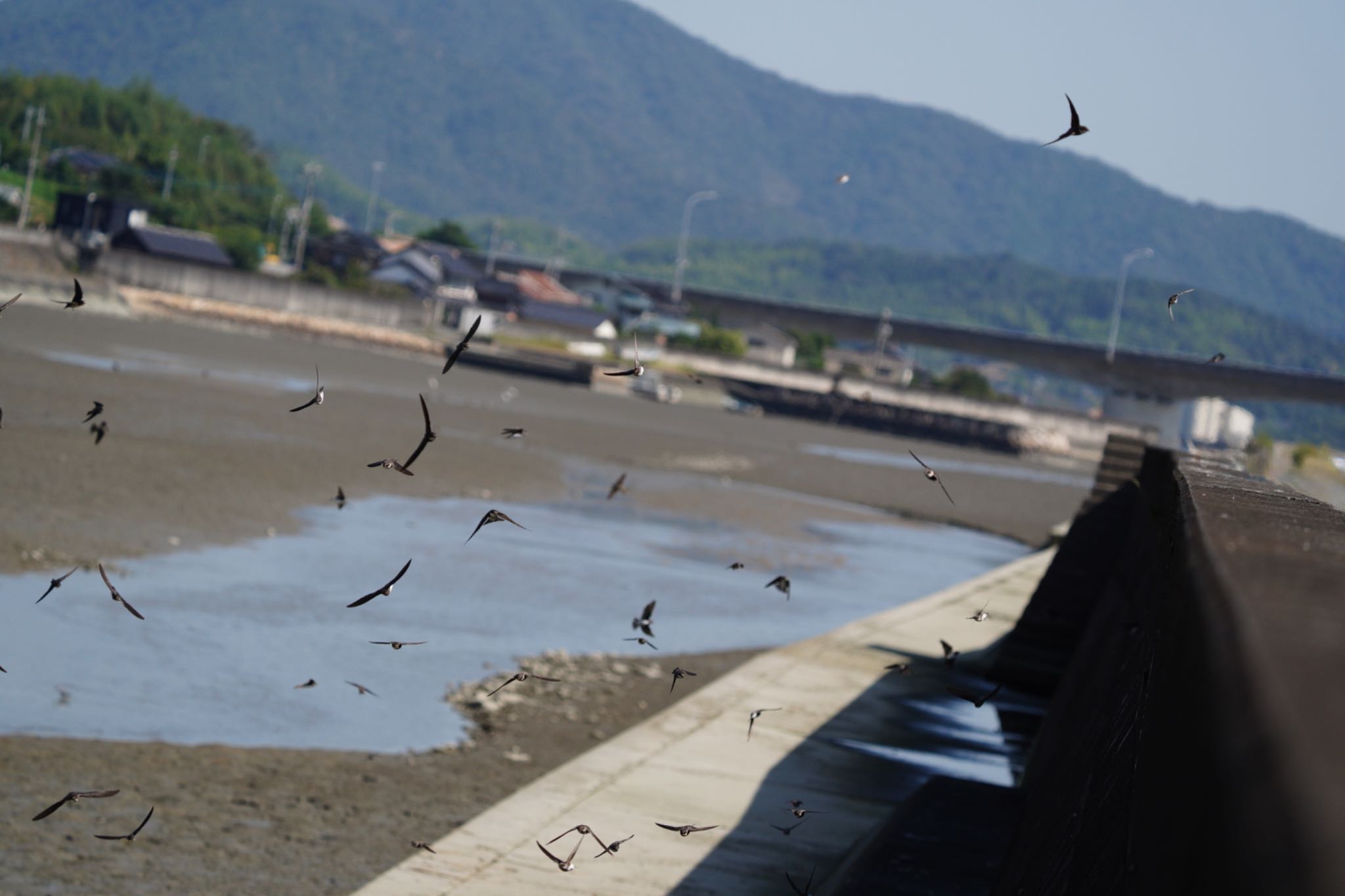  ショウドウツバメの写真 by wildbirder_