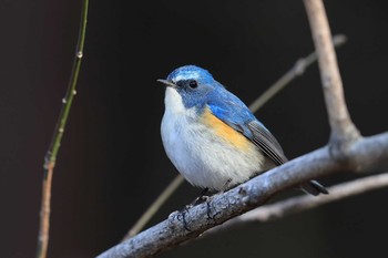 Red-flanked Bluetail Unknown Spots Sun, 2/18/2018