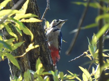 Great Spotted Woodpecker 名古屋平和公園 Sat, 10/29/2022