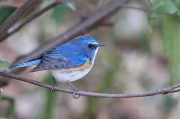 Red-flanked Bluetail Unknown Spots Sun, 2/18/2018