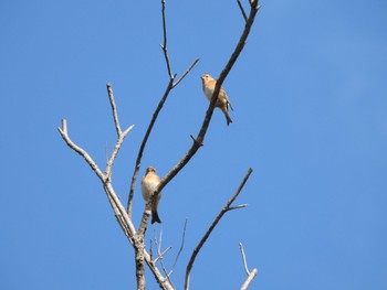 Brambling くろんど池 Sat, 10/29/2022