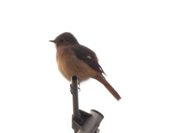 Daurian Redstart 自宅 Thu, 10/27/2022