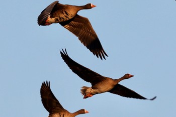 Greater White-fronted Goose 長都沼(千歳市) Sat, 10/29/2022