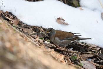 2018年2月18日(日) 長池公園の野鳥観察記録