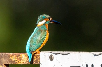 Common Kingfisher 多摩市 Sat, 10/29/2022