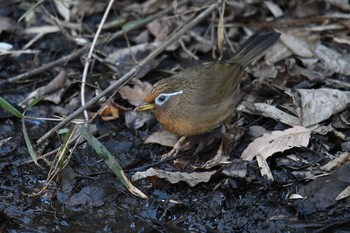 Chinese Hwamei 長池公園 Sun, 2/18/2018