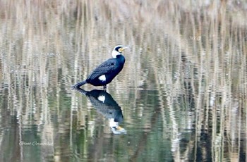 Great Cormorant Unknown Spots Mon, 2/20/2017