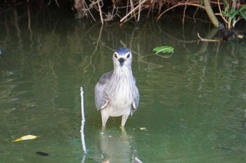 Sat, 9/3/2022 Birding report at 大阪府