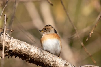 Sat, 10/29/2022 Birding report at 京都府立植物園