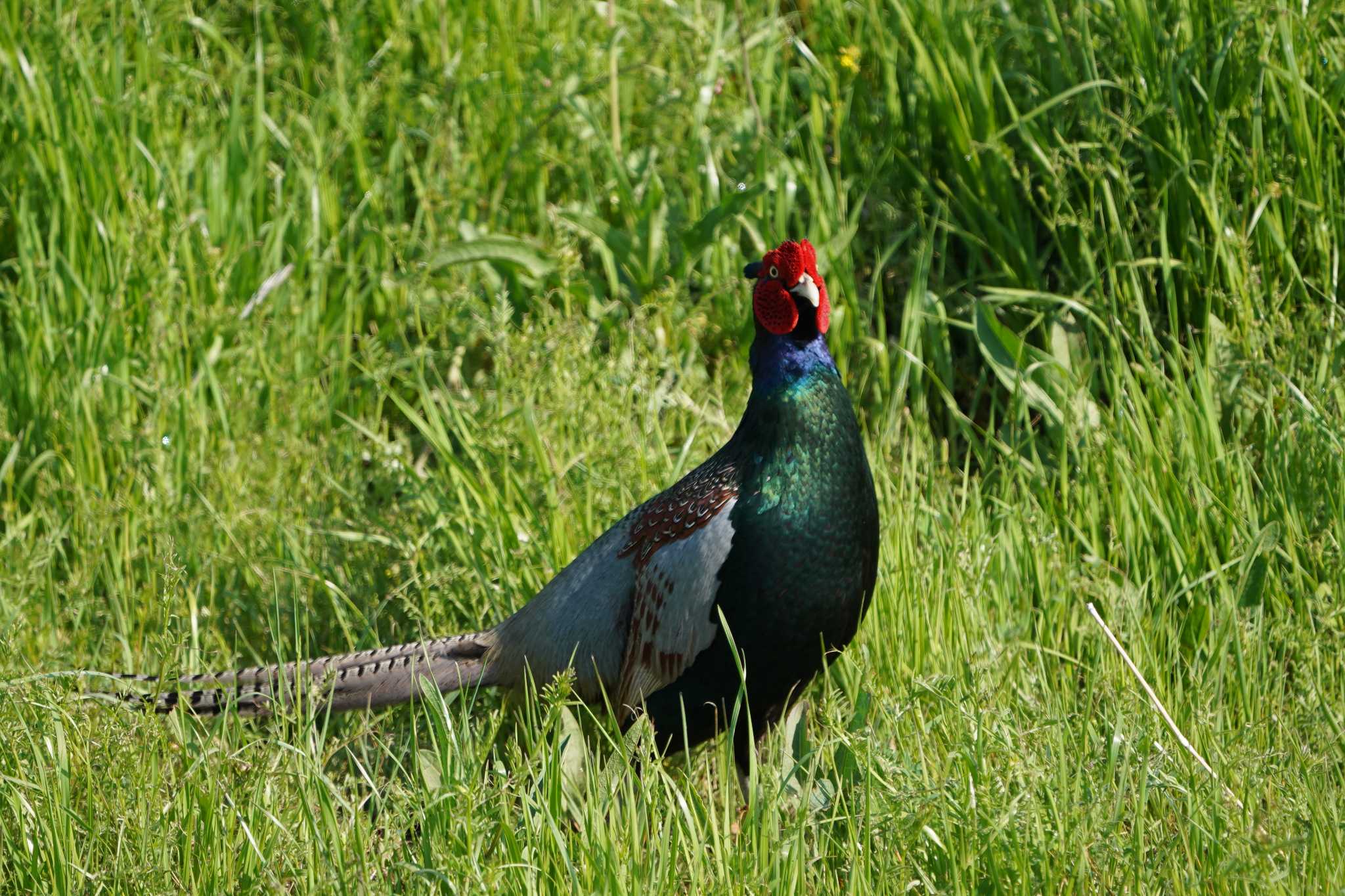 Photo of Green Pheasant at 大栗川(多摩川合流地点) by 4bass_2rou