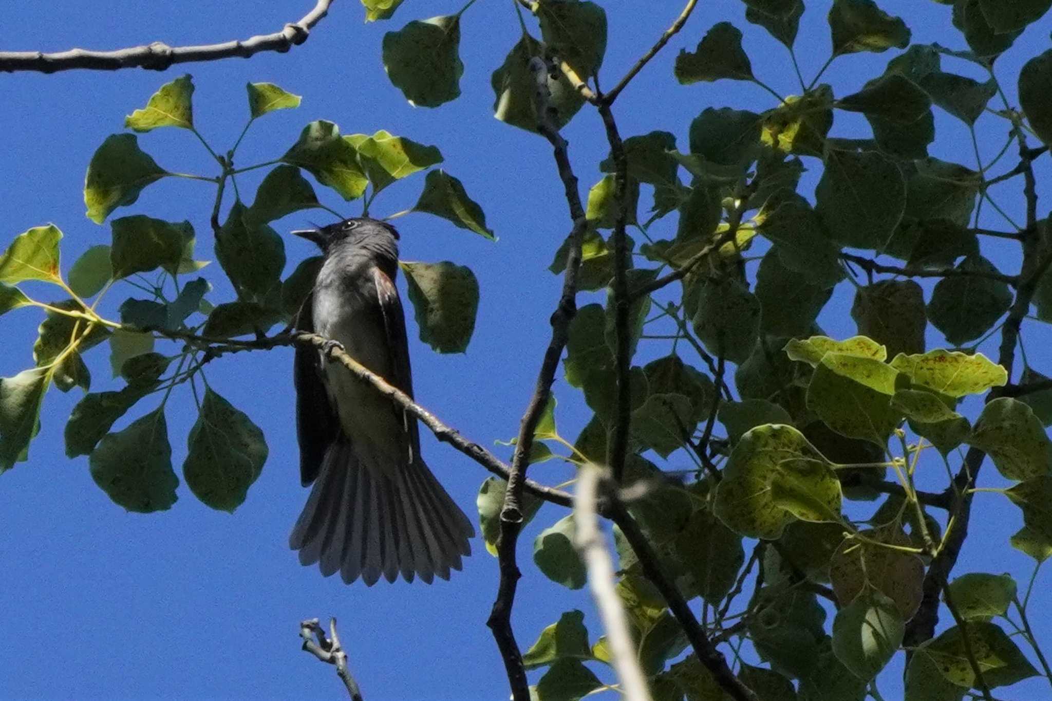 Black Paradise Flycatcher