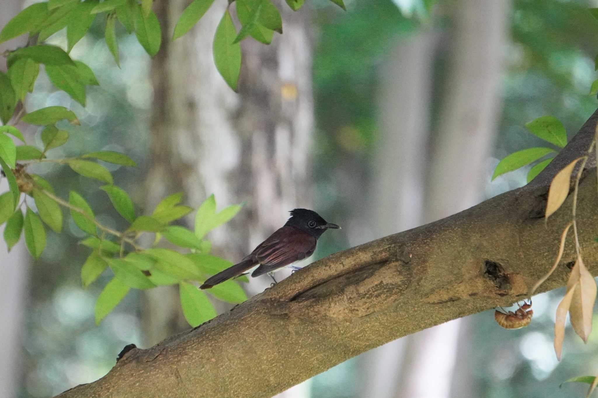 Black Paradise Flycatcher