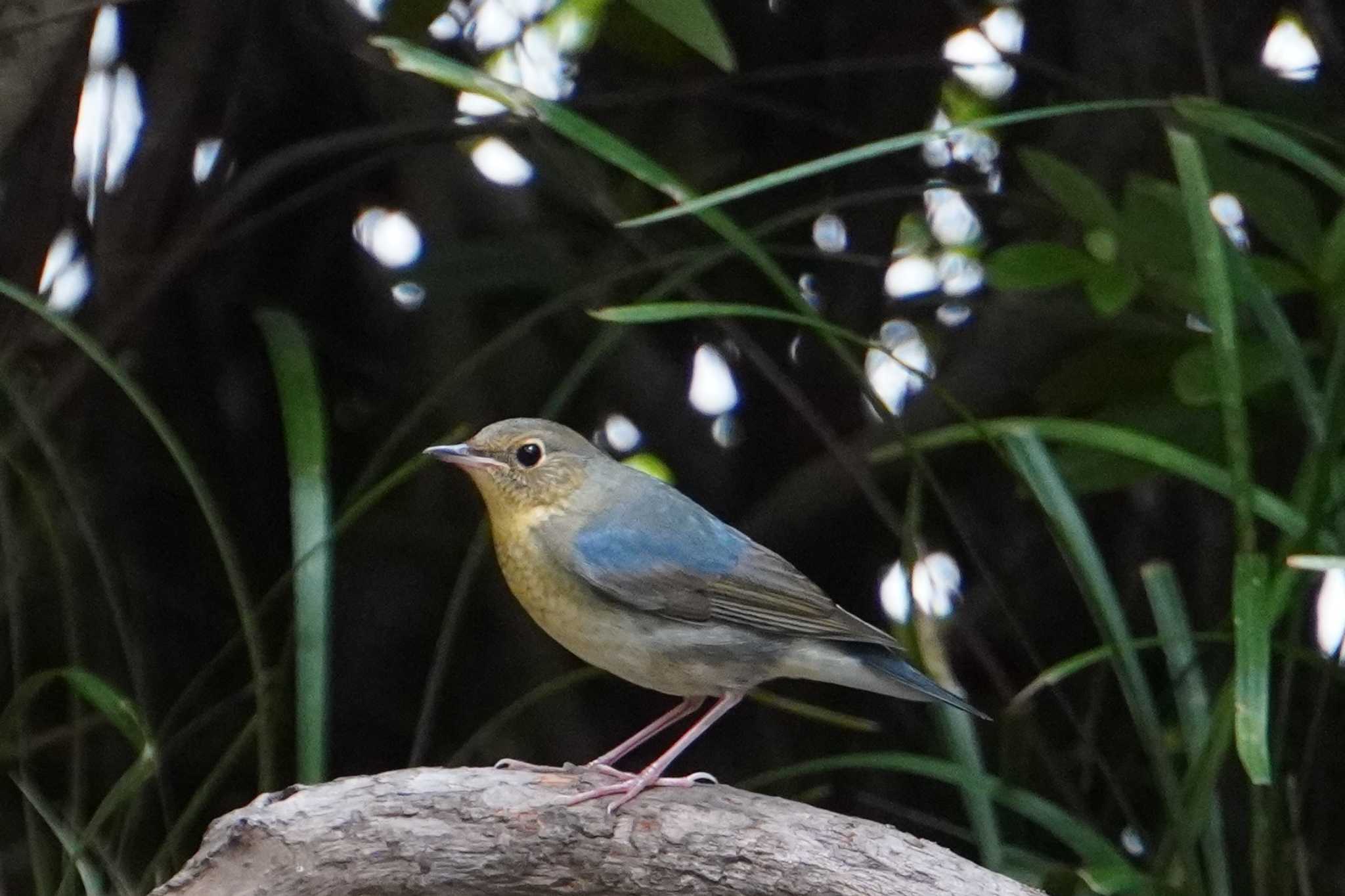 Siberian Blue Robin