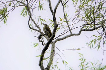 2022年9月17日(土) 神戸市立森林植物園の野鳥観察記録