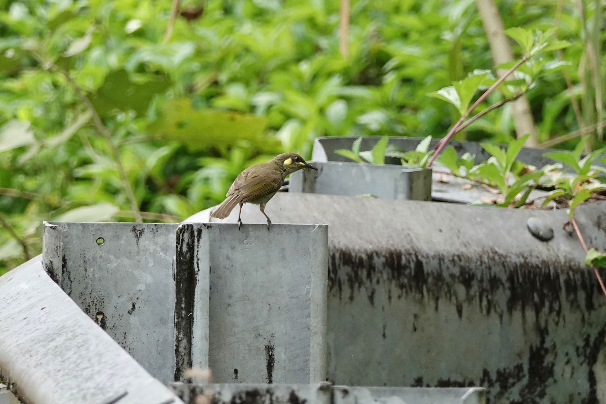 Yellow-spotted Honeyeater