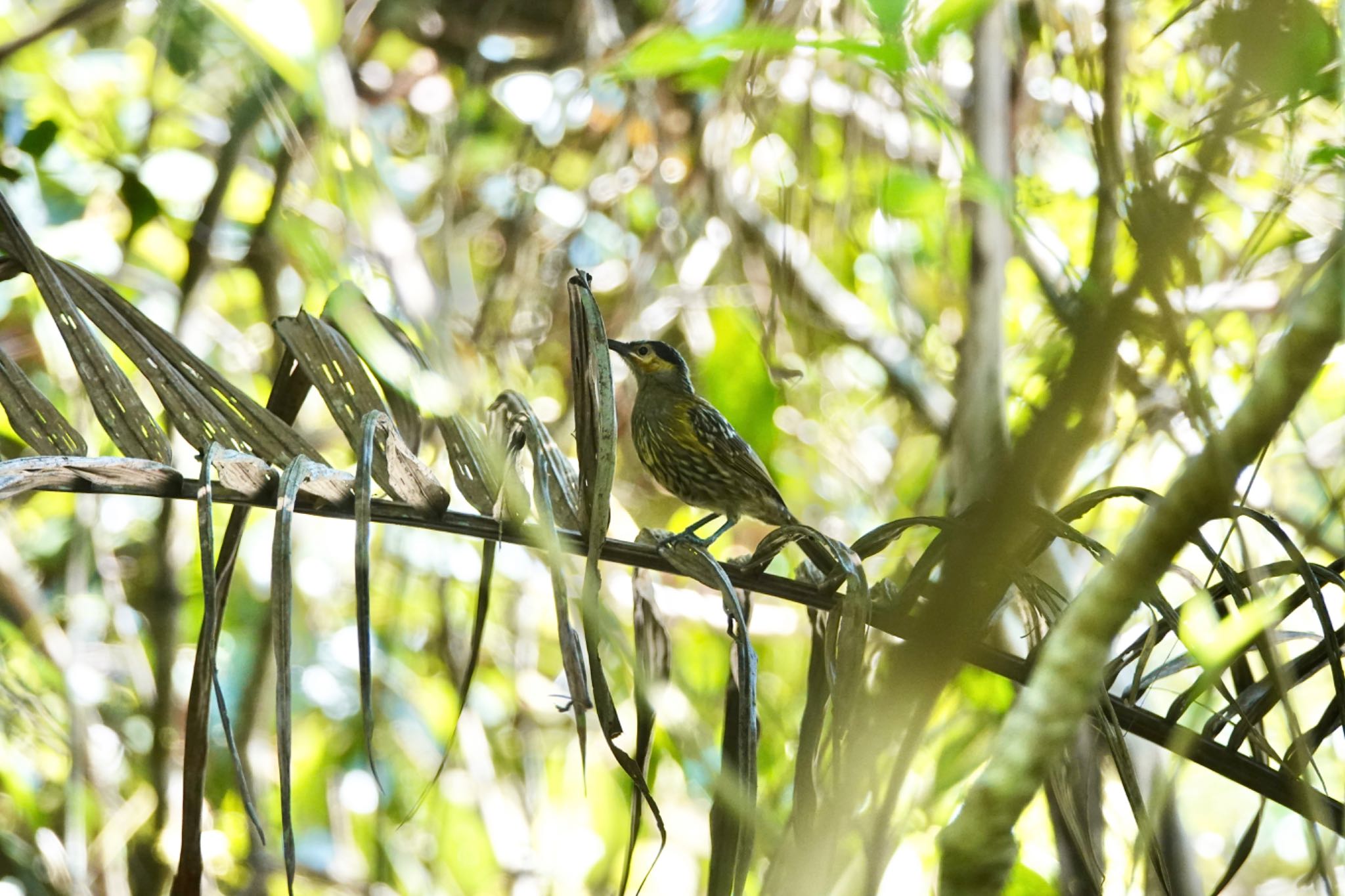 Macleay's Honeyeater