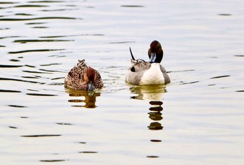 Northern Pintail Unknown Spots Mon, 2/20/2017