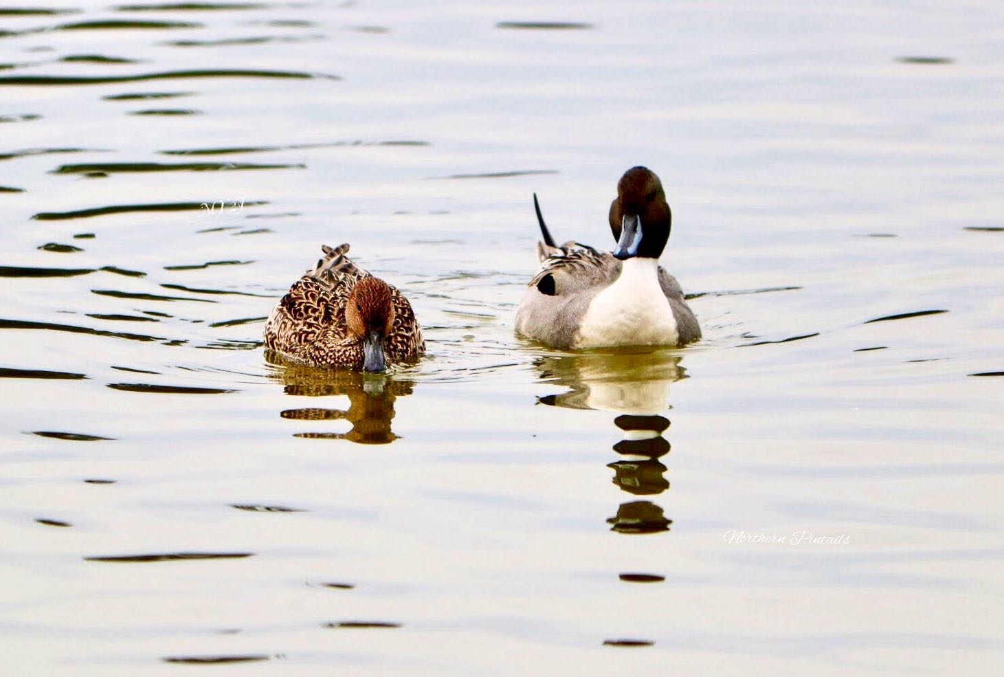 Photo of Northern Pintail at  by Haru Tukasa