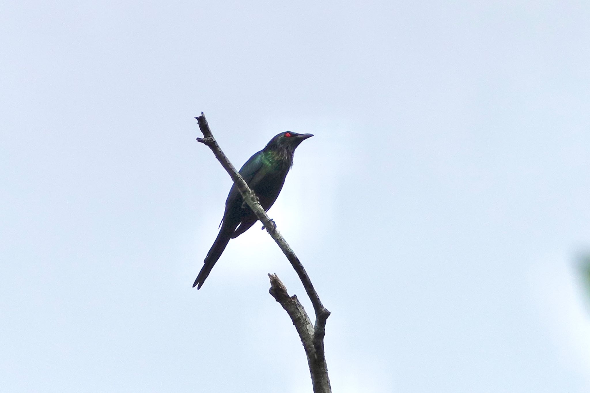 Black Mountain Rd(Kuranda,Australia) オナガテリカラスモドキの写真 by のどか