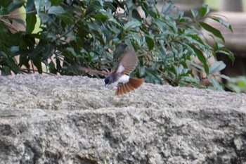 Sun, 9/18/2022 Birding report at Osaka castle park